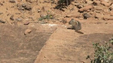 Zion Np, Utah 'ta bir kayanın üzerindeki sincap