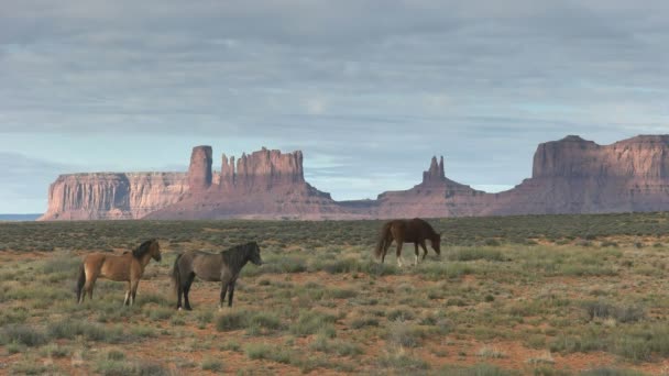 Ranní záběr tří koní pasoucích se na památkovém údolí v Utahu — Stock video