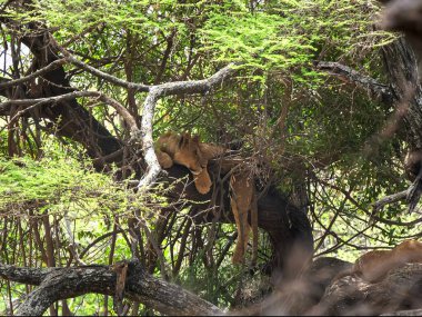 wide shot of african lions sleeping in a tree at lake manyara clipart