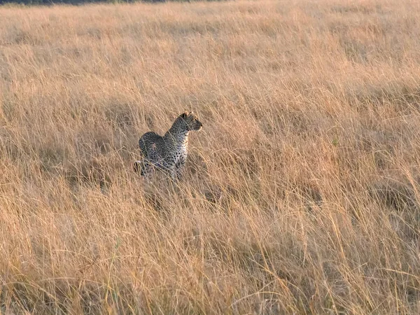 Plan large d'un léopard approchant au masai mara au Kenya — Photo