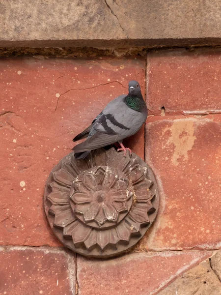 Закрытый вид на голубя, сидящего на стене бара в саду Лодхи — стоковое фото