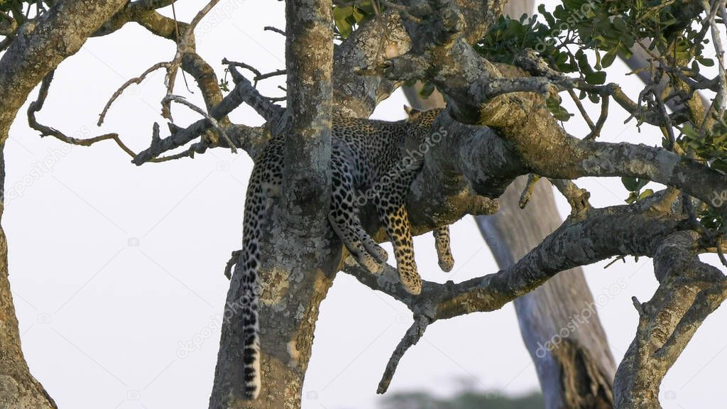 close view of a leopard sleeping in a tree at serengeti