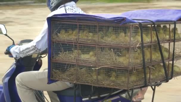 Крупним планом дитячі качки в клітці на мотоциклі у В'єтнамі — стокове відео