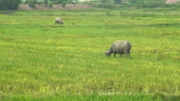 Twee waterbuffels grazen in een veld in vietnam — Stockvideo