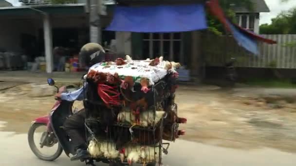 Gekooide kippen op de rug van een motorfiets in vietnam — Stockvideo