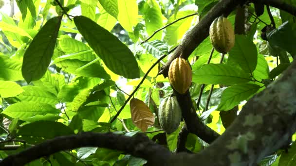 Gousses de cacao poussant sur un arbre dans une plantation de bali — Video