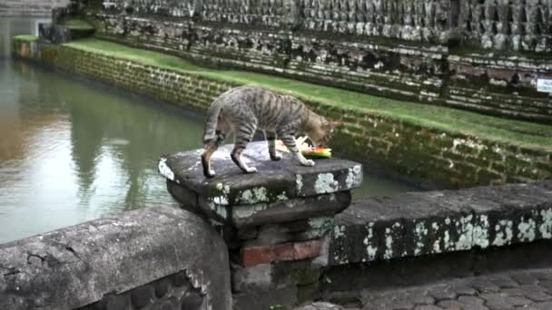 猫がバリにあるプラ・タマン・ユン寺院の外でサンサーリ・ヒンドゥの供物を検査しています — ストック動画
