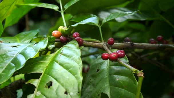 Primer plano de las bayas de café que crecen en un arbusto en una plantación en Bali — Vídeo de stock