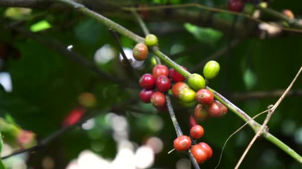 Primer plano de las bayas de café rojo en una plantación en Bali — Vídeos de Stock