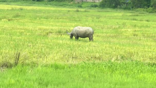 Un bufalo d'acqua che pascola in una risaia nel nord del Vietnam — Video Stock