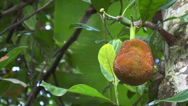 Eine Jackfrucht, die auf einem Baum auf einer Plantage auf bali wächst — Stockvideo