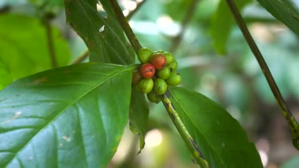 Kávové bobule rostoucí na keři na plantáži na Bali — Stock video