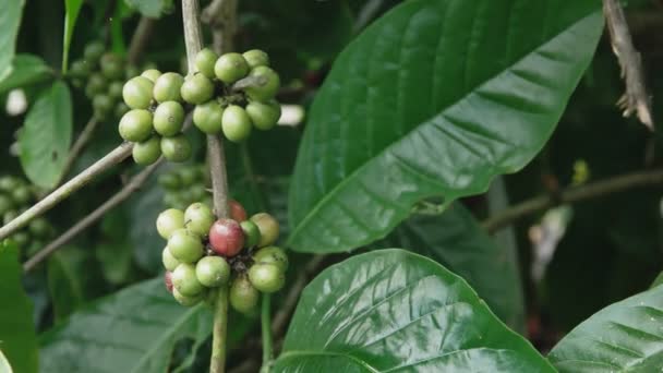Primer plano de las bayas de café verde creciendo en un arbusto en una plantación — Vídeos de Stock