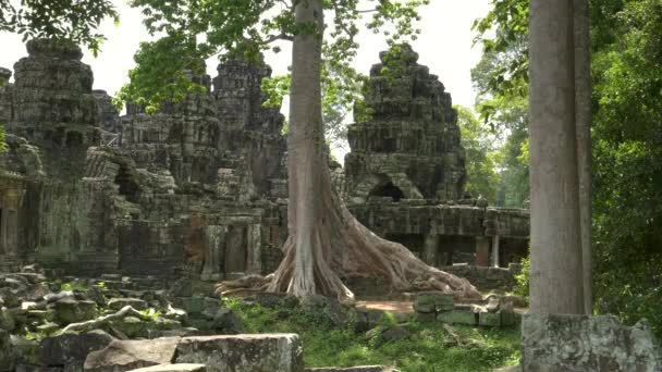 Um clipe inclinar-se de árvore da floresta tropical no templo banteay kdei, angkor wat — Vídeo de Stock