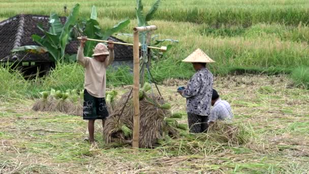 JATILUWIH, INDONÉSIE- 16 JUIN 2017 : Gros plan des travailleurs pesant des gerbes de riz à Jatiluwih, Bali — Video