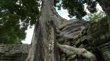Ta Prohm tapınağının duvarında büyüyen bir ağaç kökünün yukarı doğru görüntüsü.