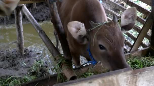 Nahaufnahme einer Kuh und eines Kälbchens beim Füttern im Stall auf den Terrassen von Jatiluwih — Stockvideo