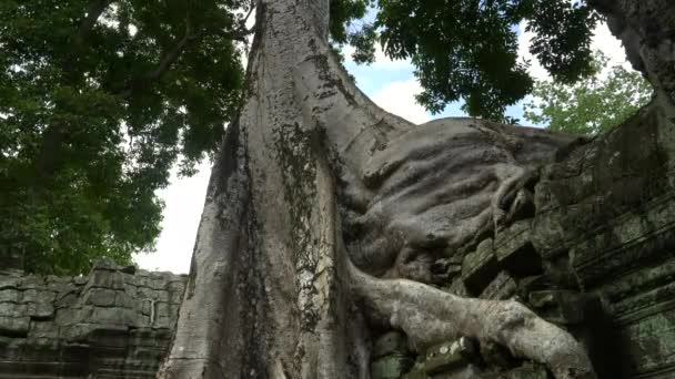 Naklonit záběr kořene stromu rostoucí na stěně chrámu ta prohm — Stock video