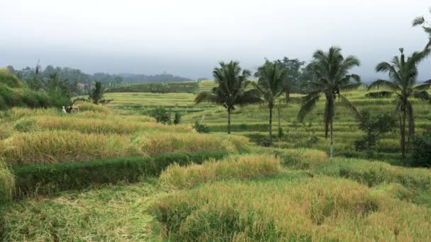 Rizières matures à récolter à jatiluwih, bali — Video