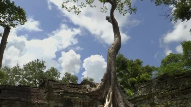 Tilt down clip of a tall tree growing in ta prohm temple at angkor wat — Stock Video