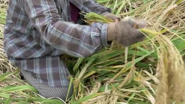 Nahaufnahme einer Balinesin bei der Ernte von Reisstielen auf den Reisterrassen von Jatiluwih — Stockvideo