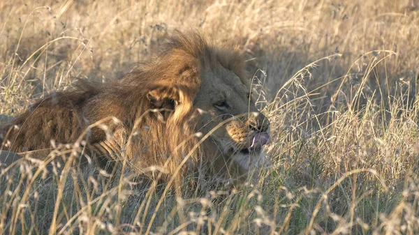 Nahaufnahme eines männlichen Löwen, der im Serengeti-Nationalpark im langen Gras liegt — Stockfoto
