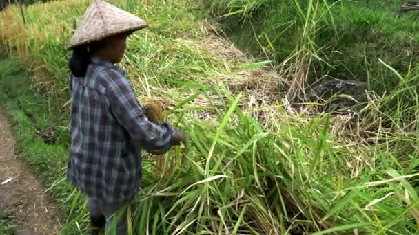 JATILUWIH, INDONESIA- JUNIO, 16 2017: la mujer cosecha arroz en jatiluwih, bali — Vídeos de Stock