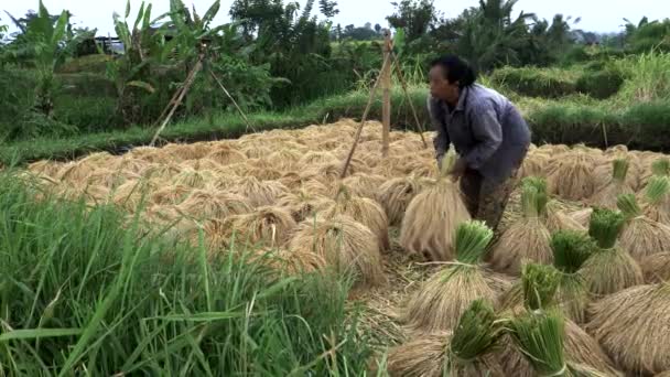 En kvinna vänder torkning ris på jatiluwih terrasser, bali — Stockvideo