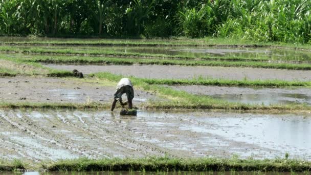 Bakifrån på en jordbrukare som planterar ris på bali — Stockvideo
