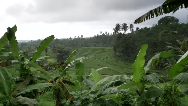 Panela de plantas de banana e arroz jovem crescendo em terraços em bali — Vídeo de Stock