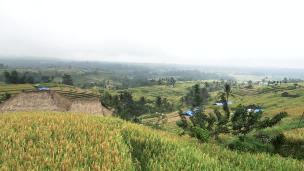 Panning shot από τις ταράτσες ρυζιού στο jatiluwih — Αρχείο Βίντεο