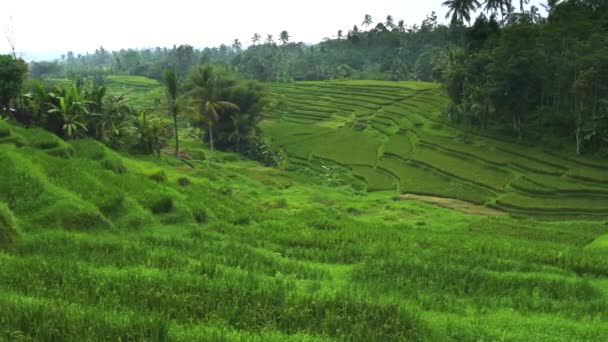 Panela de plantas de arroz jovens e terraços em bali — Vídeo de Stock