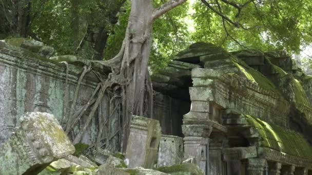 Raízes de árvores e uma seção de parede quebrada no templo ta prohm, angkor — Vídeo de Stock