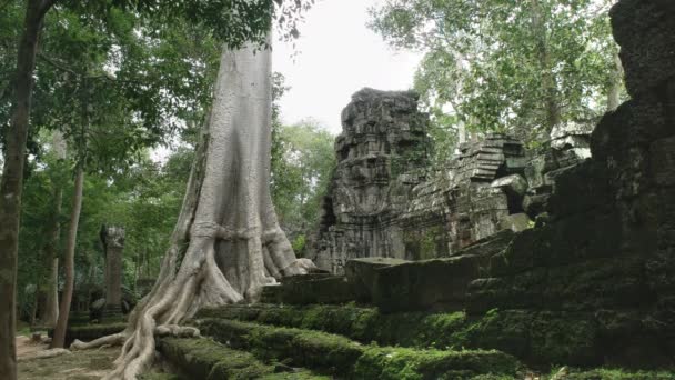 Široký záběr na hedvábnou bavlnu a zříceninu chrámu ta prohm, angkor — Stock video