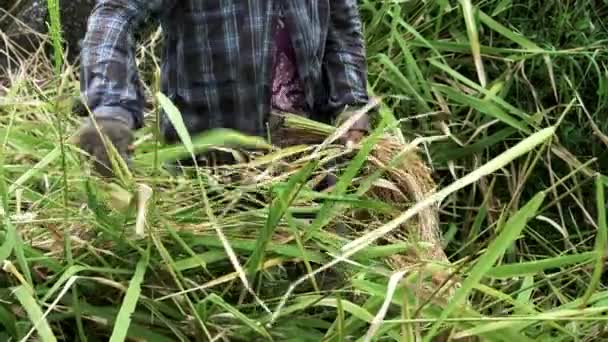 발리에서 쌀을 수확하는 한 여자의 모습을 가까이 서 본 모습 — 비디오