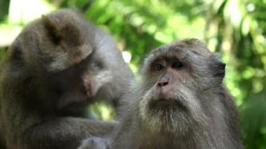 Ubud Maymun Ormanı, Bali 'de bitleri ayıklanan bir makağa yakın çekim