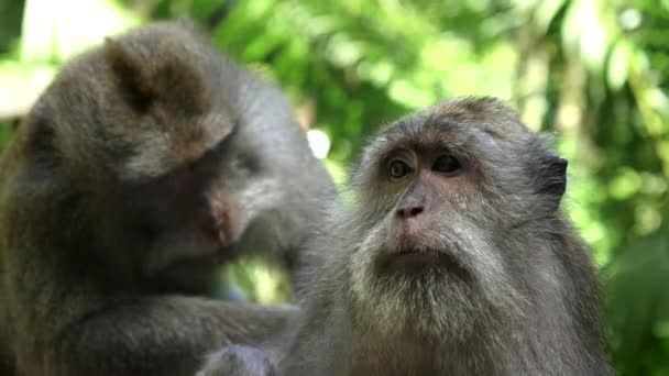 Primer plano de un macaco siendo despiojado en el bosque de monos ubud, bali — Vídeos de Stock