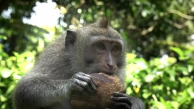 Ubud, Bali 'de hindistan cevizi yiyen bir makağa yaklaş.