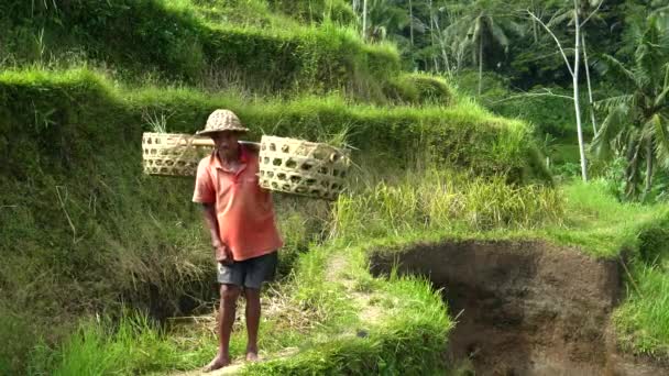 TEGALLANG, INDONESIA - JUNE, 17, 2017：一位老巴厘人在巴厘岛的tegallang摆姿势拍照 — 图库视频影像