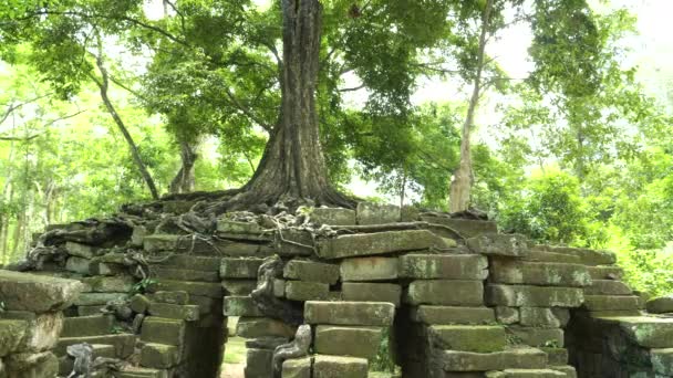 Angkor 'da kullanılmayan eski bir köprüde büyüyen ağaç — Stok video