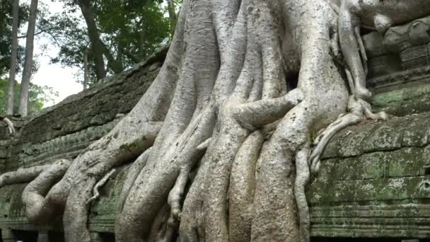 Primo piano delle radici degli alberi al tempio di ta prohm, angkor wat — Video Stock