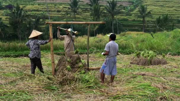 JATILUWIH, INDONÉSIE- 16 JUIN 2017 : travailleurs pesant du riz sur les terrasses de jatiluwih, bali — Video