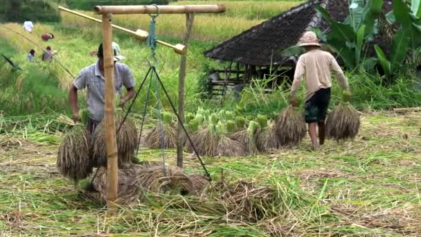 JATILUWIH, INDONESIA- JUNI, 16 2017: arbeiders lossen rijstschalen van een schaal op jatiluwih terrassen — Stockvideo
