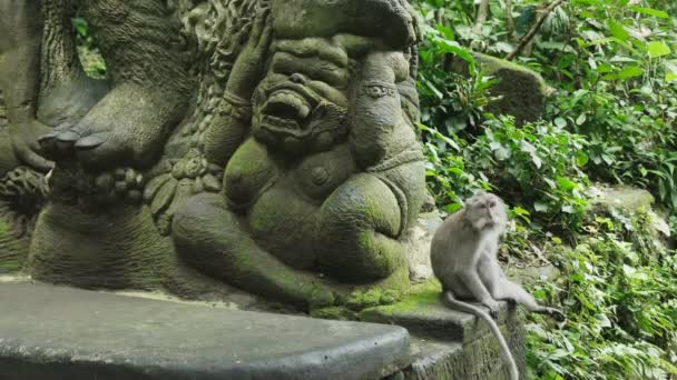 Balinese long tailed macaque sits beside a statue — Stock Video