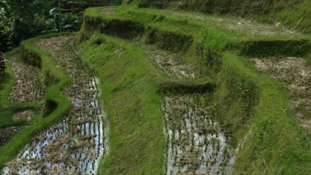 Inclinar-se à tarde tiro de arroz paddy em tegallang, bali — Vídeo de Stock