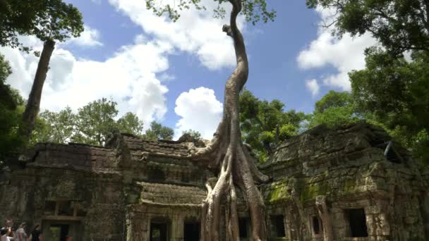 Árvore alta no templo ta prohm perto de angkor wat — Vídeo de Stock