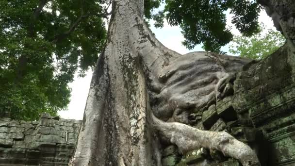 Inclinar encima de clip de raíces de árbol en una pared en ta prohm templo, angkor wat — Vídeo de stock