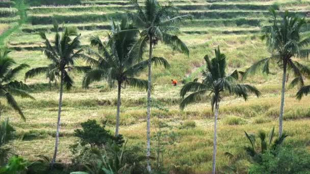 Largo tiro de un trabajador en jatiluwih terrazas de arroz en bali — Vídeos de Stock