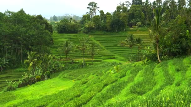 Unga risväxter och kokospalmer nära terrasser bali — Stockvideo