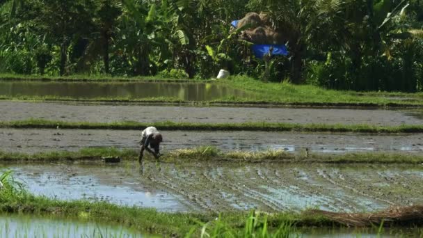 Seorang petani menanam bibit padi di bali — Stok Video